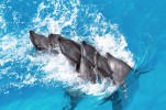 dauphins-marineland